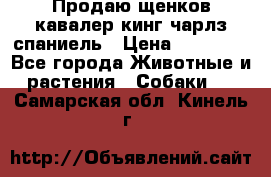 Продаю щенков кавалер кинг чарлз спаниель › Цена ­ 40 000 - Все города Животные и растения » Собаки   . Самарская обл.,Кинель г.